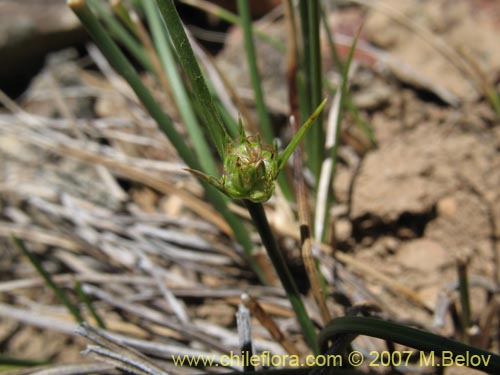 Imágen de Planta no identificada sp. #1764 (). Haga un clic para aumentar parte de imágen.