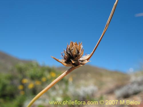 Imágen de Planta no identificada sp. #1764 (). Haga un clic para aumentar parte de imágen.