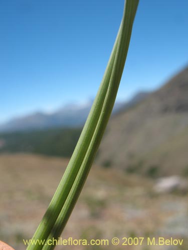 Imágen de Planta no identificada sp. #1764 (). Haga un clic para aumentar parte de imágen.