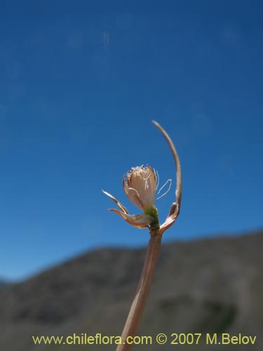 Image of Unidentified Plant sp. #1764 (). Click to enlarge parts of image.