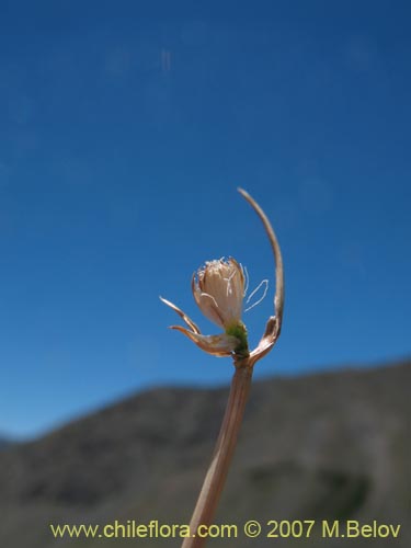 Imágen de Planta no identificada sp. #1764 (). Haga un clic para aumentar parte de imágen.