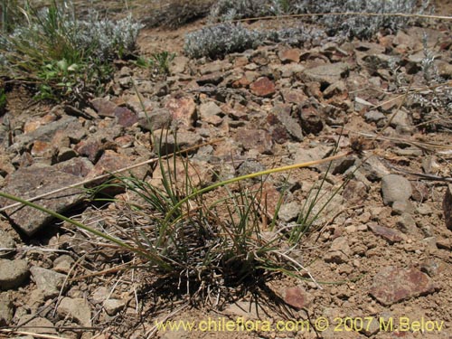 Image of Unidentified Plant sp. #1764 (). Click to enlarge parts of image.