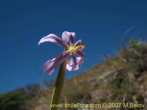 Фотография Solenomelus segethii (Clavelillo azul). Щелкните, чтобы увеличить вырез.