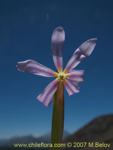 Фотография Solenomelus segethii (Clavelillo azul). Щелкните, чтобы увеличить вырез.