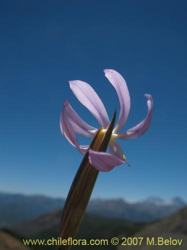 Image of Solenomelus segethii (Clavelillo azul). Click to enlarge parts of image.