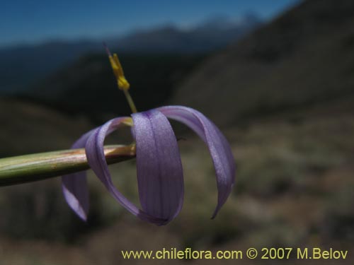 Imágen de Solenomelus segethii (Clavelillo azul). Haga un clic para aumentar parte de imágen.