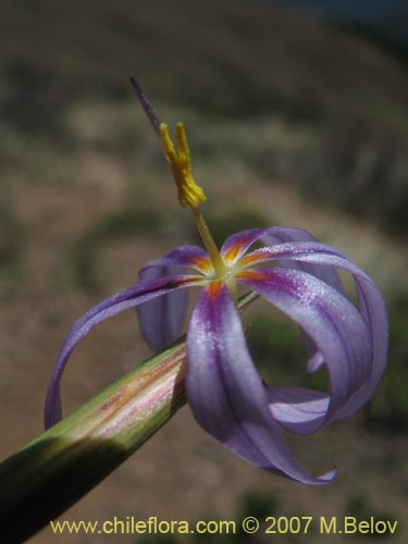 Image of Solenomelus segethii (Clavelillo azul). Click to enlarge parts of image.