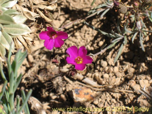 Image of Calandrinia sp. #8705 (). Click to enlarge parts of image.