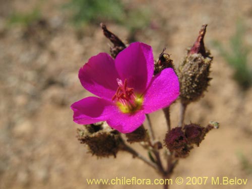 Imágen de Calandrinia sp. #8705 (). Haga un clic para aumentar parte de imágen.