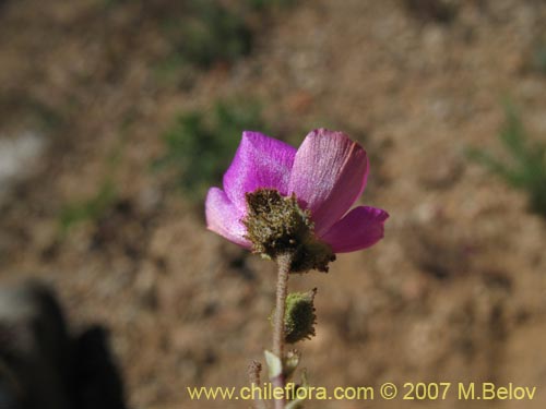 Imágen de Calandrinia sp. #8705 (). Haga un clic para aumentar parte de imágen.