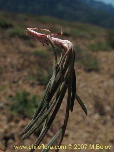 Image of Calandrinia sp. #8705 (). Click to enlarge parts of image.