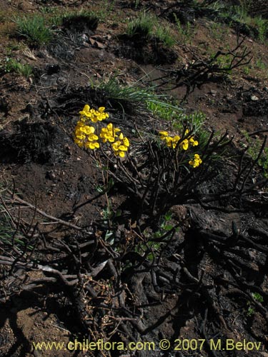 Фотография Calceolaria undulata (Capachito). Щелкните, чтобы увеличить вырез.