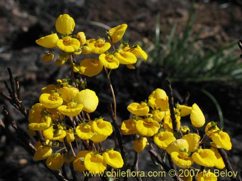 Calceolaria undulata的照片