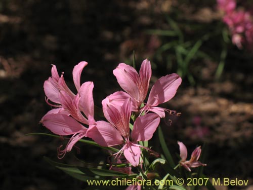 Image of Alstroemeria presliana ssp. presliana (Alstroemeria). Click to enlarge parts of image.