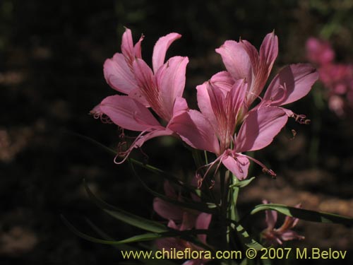 Фотография Alstroemeria presliana ssp. presliana (Alstroemeria). Щелкните, чтобы увеличить вырез.