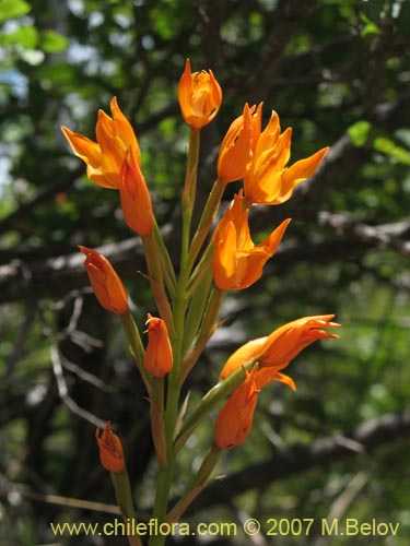 Image of Chloraea nudilabia (). Click to enlarge parts of image.