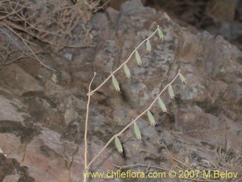 Imágen de Caiophora silvestris (Ortiga caballuna). Haga un clic para aumentar parte de imágen.