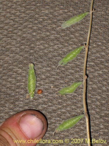 Bild von Caiophora silvestris (Ortiga caballuna). Klicken Sie, um den Ausschnitt zu vergrössern.