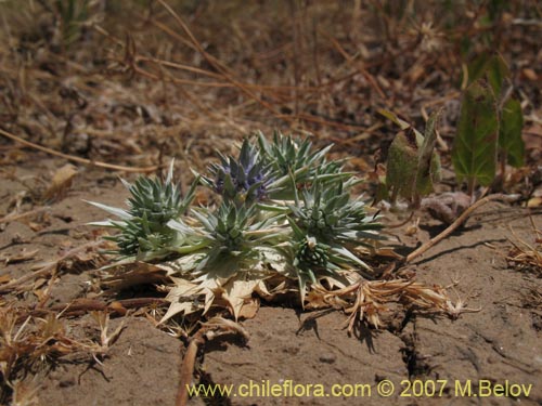 Eryngium sp. #1052의 사진