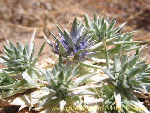 Eryngium sp. #1052の写真