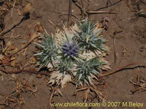 Eryngium sp. #1052의 사진