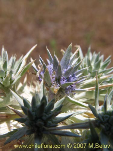 Eryngium sp. #1052의 사진