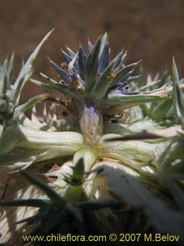 Eryngium sp. #1052の写真