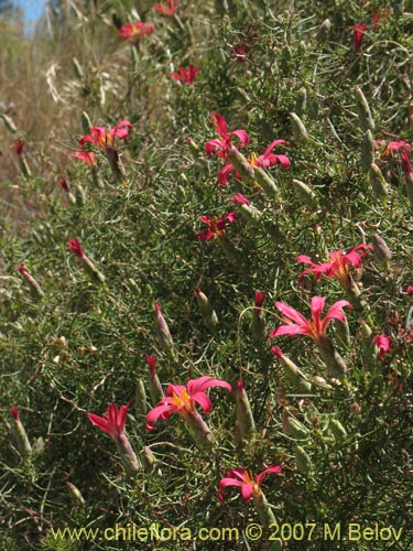 Bild von Mutisia subulata (Flor de la granada / Clavel del campo). Klicken Sie, um den Ausschnitt zu vergrössern.