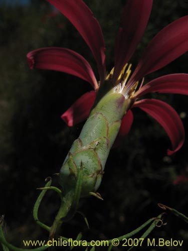 Mutisia subulataの写真