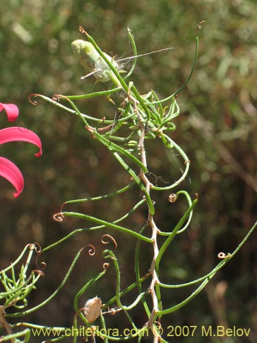 Bild von Mutisia subulata (Flor de la granada / Clavel del campo). Klicken Sie, um den Ausschnitt zu vergrössern.