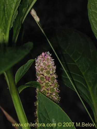 Bild von Phytolacca bogotensis (Papa cimarrona). Klicken Sie, um den Ausschnitt zu vergrössern.