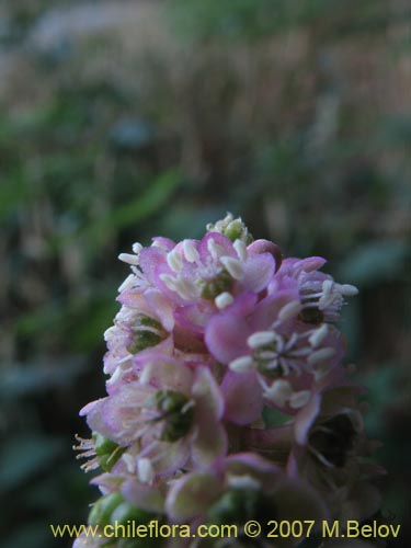 Bild von Phytolacca bogotensis (Papa cimarrona). Klicken Sie, um den Ausschnitt zu vergrössern.