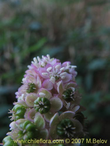 Bild von Phytolacca bogotensis (Papa cimarrona). Klicken Sie, um den Ausschnitt zu vergrössern.