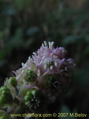 Bild von Phytolacca bogotensis (Papa cimarrona). Klicken Sie, um den Ausschnitt zu vergrössern.