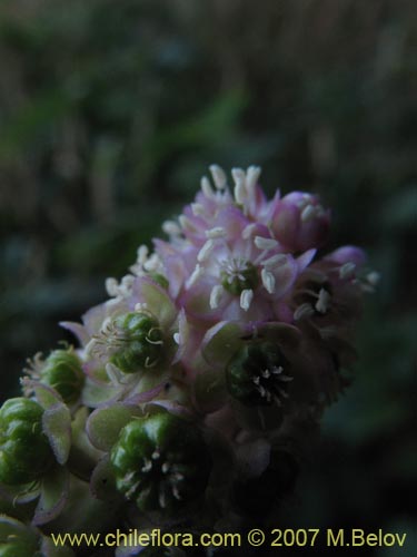 Imágen de Phytolacca bogotensis (Papa cimarrona). Haga un clic para aumentar parte de imágen.