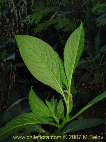 Imágen de Phytolacca bogotensis (Papa cimarrona). Haga un clic para aumentar parte de imágen.