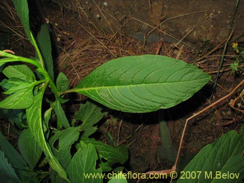 Bild von Phytolacca bogotensis (Papa cimarrona). Klicken Sie, um den Ausschnitt zu vergrössern.