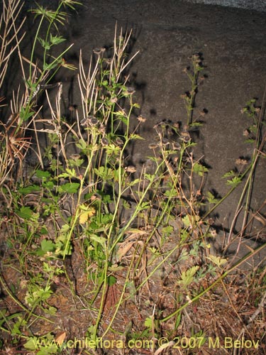 Imágen de Planta no identificada sp. #1026 (). Haga un clic para aumentar parte de imágen.