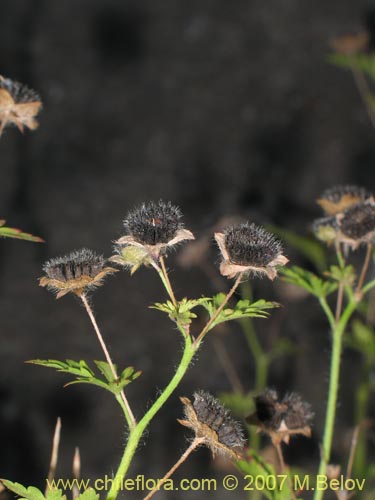 Imágen de Planta no identificada sp. #1026 (). Haga un clic para aumentar parte de imágen.