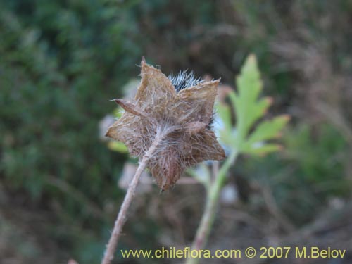 Imágen de Planta no identificada sp. #1026 (). Haga un clic para aumentar parte de imágen.