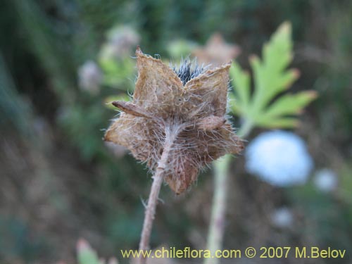 Image of Unidentified Plant sp. #1026 (). Click to enlarge parts of image.