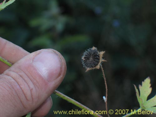 未確認の植物種 sp. #1026の写真