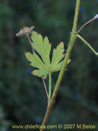 Image of Unidentified Plant sp. #1026 (). Click to enlarge parts of image.