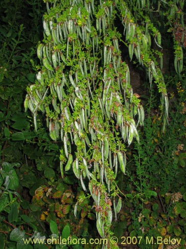 Bild von Cytisus scoparius (). Klicken Sie, um den Ausschnitt zu vergrössern.