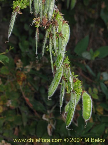 Image of Cytisus scoparius (). Click to enlarge parts of image.