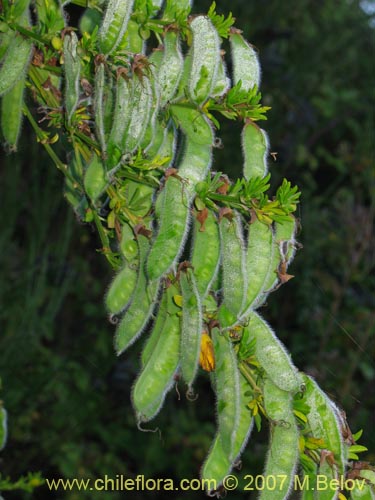 Bild von Cytisus scoparius (). Klicken Sie, um den Ausschnitt zu vergrössern.