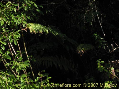 Image of Blechnum chilense (Costilla de vaca / Quilquil / Palmilla). Click to enlarge parts of image.