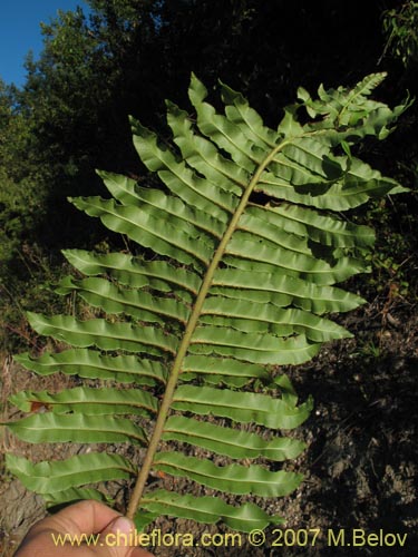 Imágen de Blechnum chilense (Costilla de vaca / Quilquil / Palmilla). Haga un clic para aumentar parte de imágen.