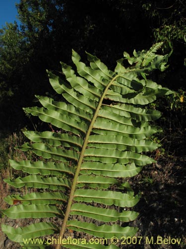 Image of Blechnum chilense (Costilla de vaca / Quilquil / Palmilla). Click to enlarge parts of image.