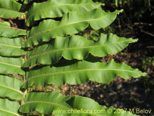 Фотография Blechnum chilense (Costilla de vaca / Quilquil / Palmilla). Щелкните, чтобы увеличить вырез.